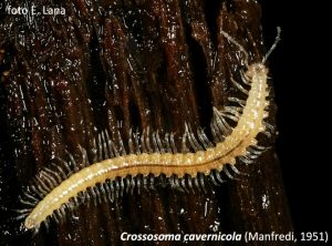 Crossosoma cavernicola